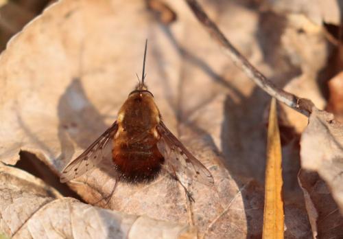 Bombylius discolor